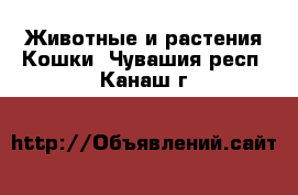 Животные и растения Кошки. Чувашия респ.,Канаш г.